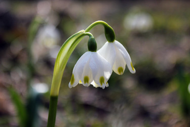 Similar image 1220527