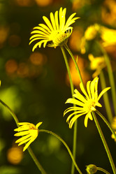 Similar image 1221240