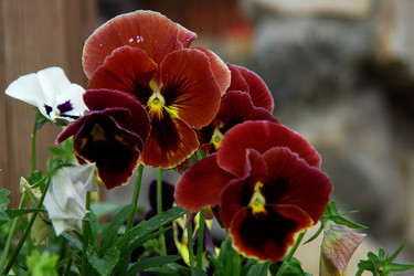 Similar image 1221256