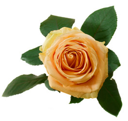 Similar image 1222526