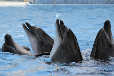 Similar image 1224387