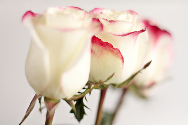 Similar image 1224639