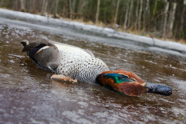 Similar image 1224748