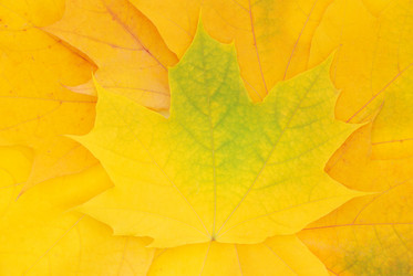 Similar image 1225158