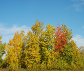 Similar image 1225161