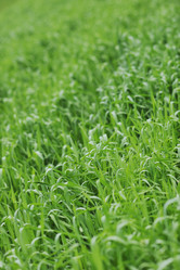 Similar image 1225525