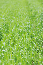 Similar image 1225529