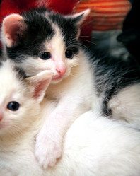 Similar image 1226599