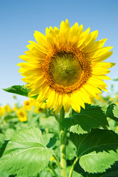 Similar image 1226652