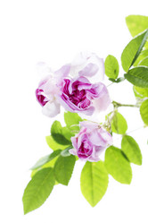 Similar image 1226712