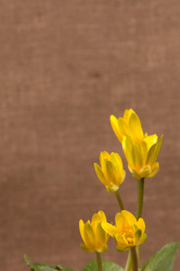 Similar image 1226714