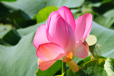 Similar image 1226739