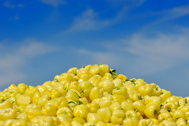 Similar image 1227486