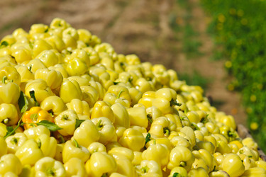 Similar image 1227536