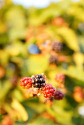 Similar image 1229114