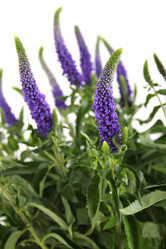 Similar image 1230985