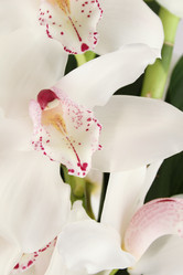 Similar image 1230988