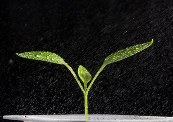 Similar image 1231340