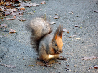 Similar image 1231512