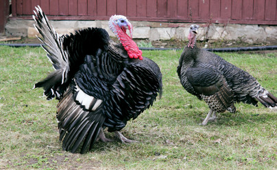 Similar image 1231668