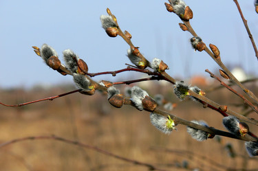 Similar image 1232153