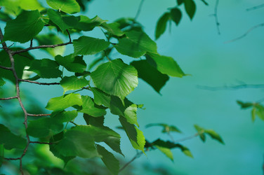 Similar image 1233285