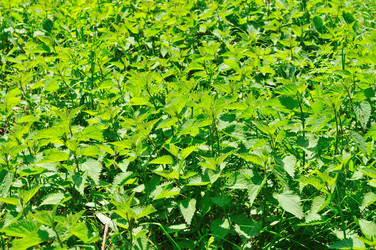 Similar image 1233299