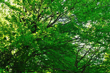 Similar image 1233300