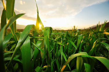 Similar image 1233418