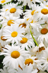 Similar image 1233589