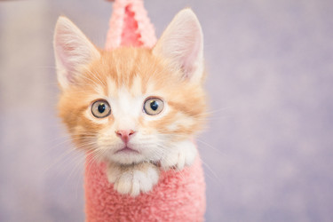 Similar image 1234740