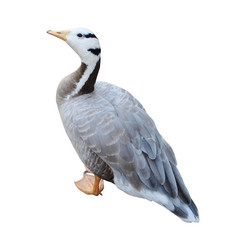 Similar image 1241987