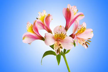 Similar image 1242205