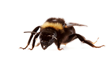 Similar image 1243355