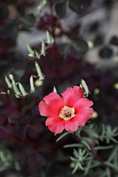 Similar image 1243860