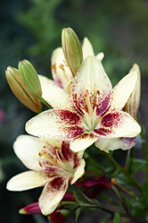 Similar image 1243861