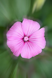 Similar image 1243906