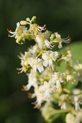 Similar image 1243946