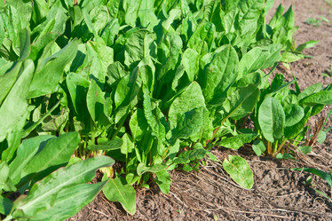 Similar image 1244371