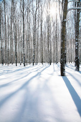 Similar image 1244402