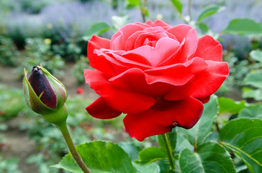 Similar image 1250493