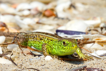 Similar image 1254355