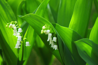 Similar image 1254435