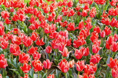 Similar image 1261850