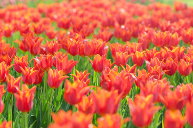 Similar image 1261911