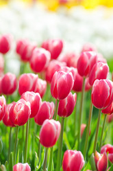 Similar image 1261990