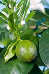 Similar image 1262268