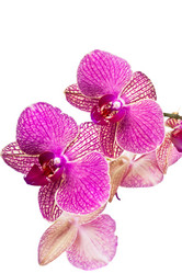 Similar image 1262306