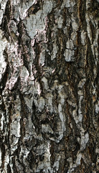 Similar image 1262907