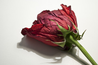 Similar image 1263646